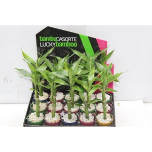 DRACENA LUCKY BAMBOO P06