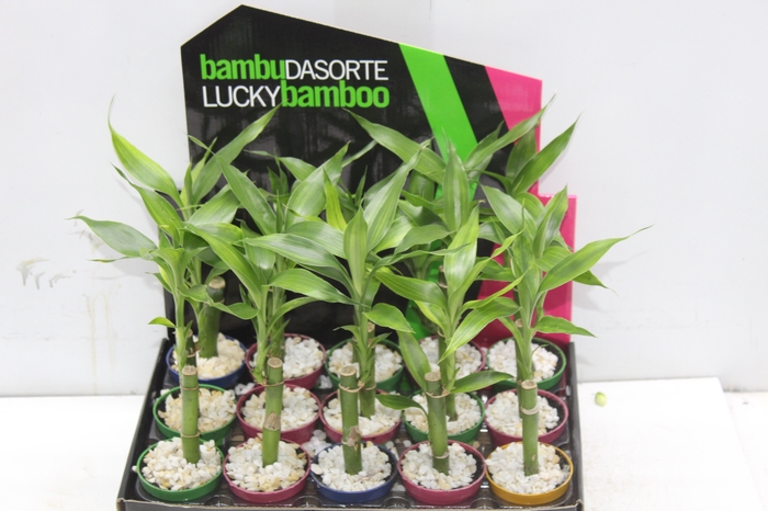 <h4>DRACENA LUCKY BAMBOO P06</h4>