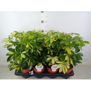 Schefflera arbor.   ...