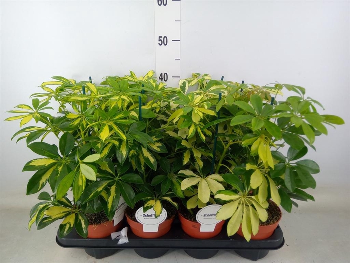 <h4>Schefflera arbor.   ...</h4>