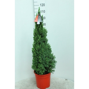 Picea glauca 'Perfecta'