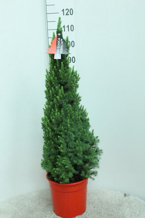 <h4>Picea glauca 'Perfecta'</h4>