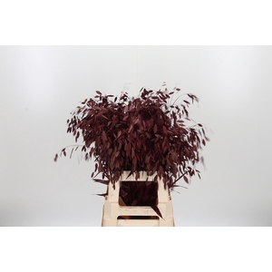 Chasmantium Kl Bh Bordeaux