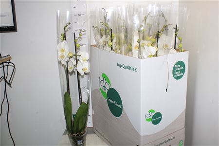 <h4>Phal Ov Wit 2 Branches 18+</h4>