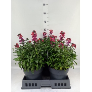 Erysimum  'Fragrant Sunshine'