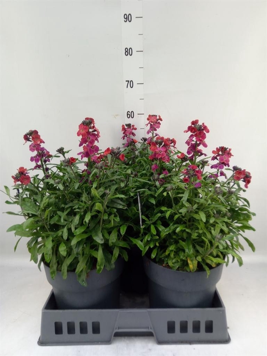 <h4>Erysimum  'Fragrant Sunshine'</h4>