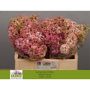 SYR HY MAIDENS BLUSH