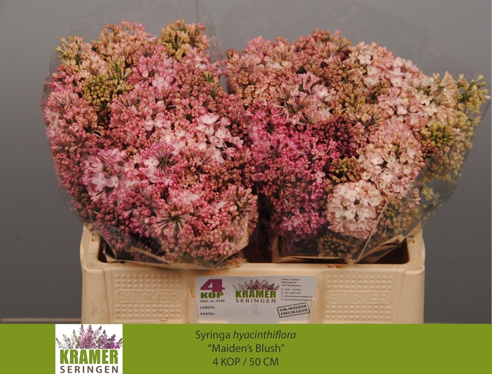 <h4>SYR HY MAIDENS BLUSH</h4>