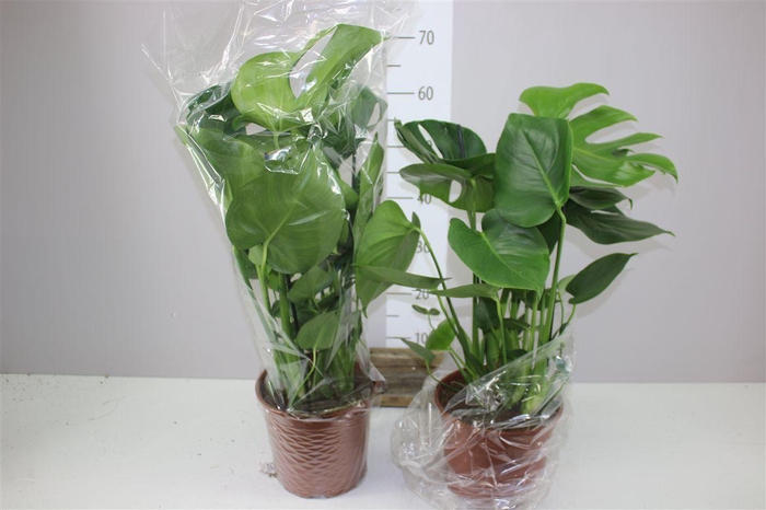 <h4>Monstera Deliciosa</h4>