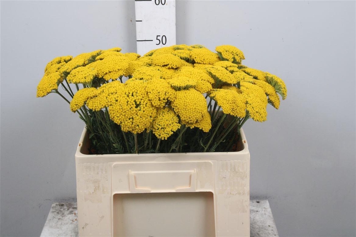 <h4>Achil F Parker Variety</h4>