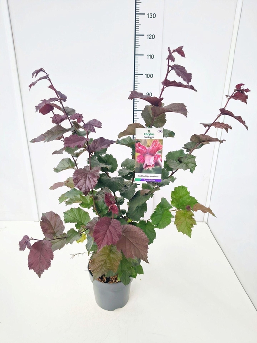 <h4>Corylus</h4>
