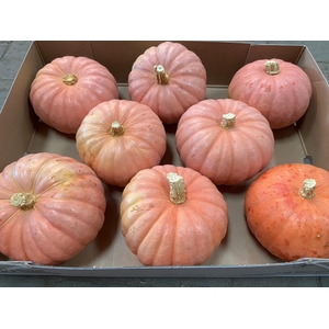 CUCURBITA OV