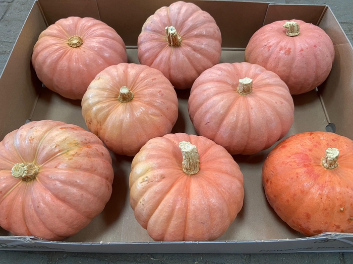 <h4>CUCURBITA OV</h4>