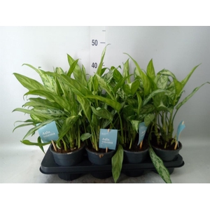 Aglaonema 'Silver Queen Compact'