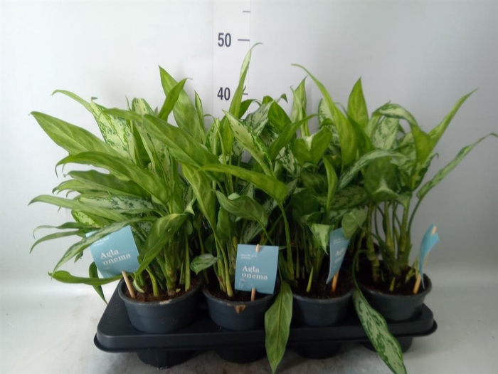 <h4>Aglaonema  'Silver Queen Compact'</h4>