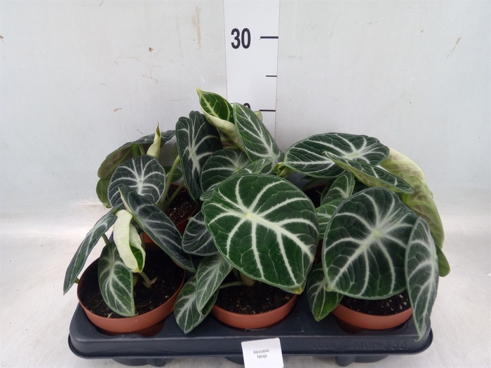 <h4>Alocasia   ...</h4>