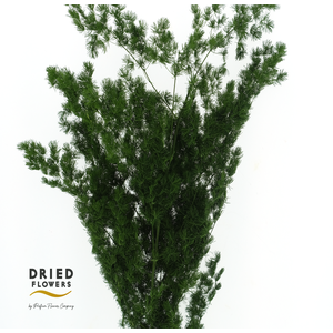 Asparagus Preserved Green