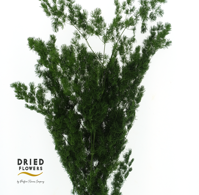 <h4>Dried Bleached Asparagus Retrofractus Green</h4>