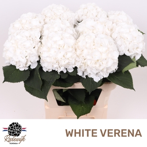 HYDR M CH WHI VERENA