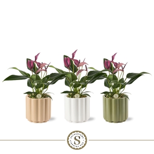 Monza Keramiek 9cm Zizou