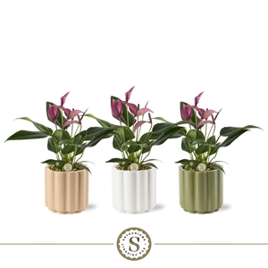 Monza Keramiek 9cm Zizou