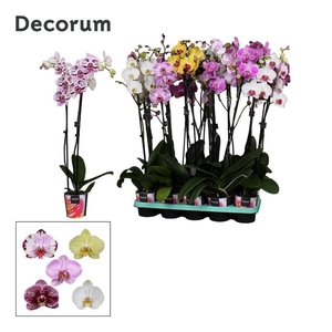 Phalaenopsis 2 tak Decorum 18+ 75cm mix