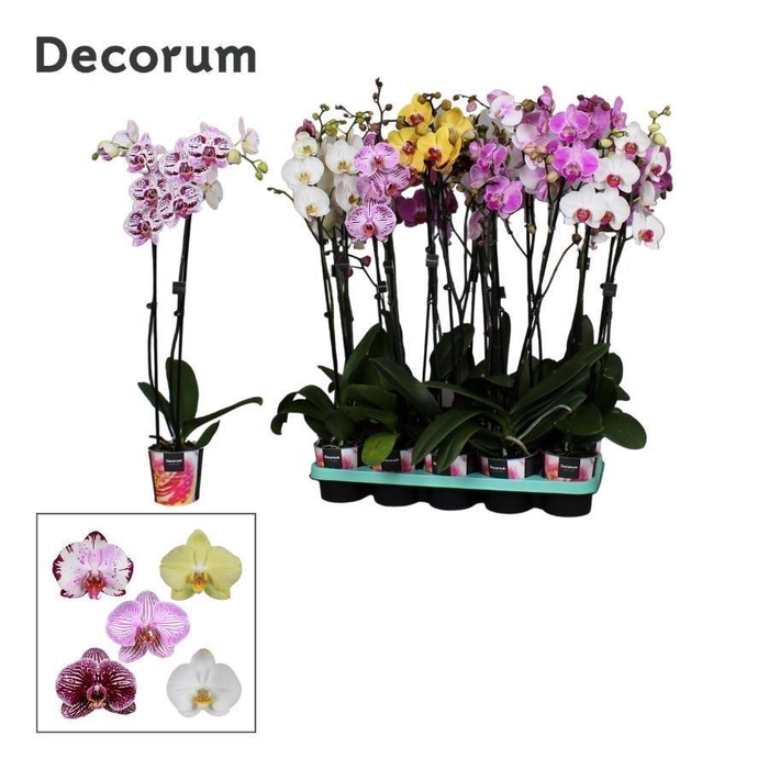 <h4>Phalaenopsis 2 tak Decorum 18+ 75cm mix</h4>