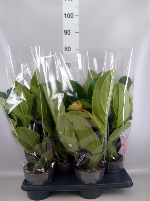 <h4>Medinilla magn. 'Flamenco'</h4>