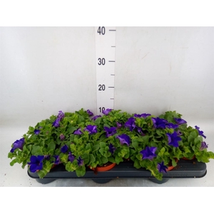 Petunia  'Famous Blue'