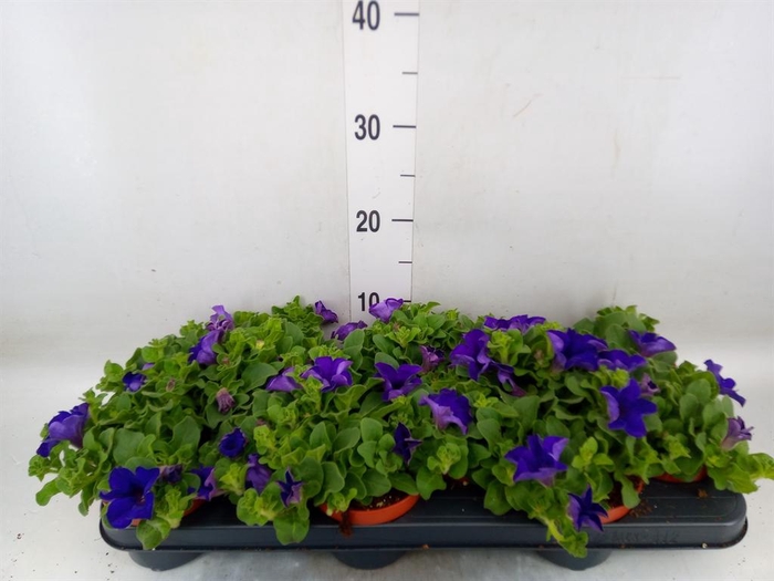 <h4>Petunia 'Famous Blue'</h4>