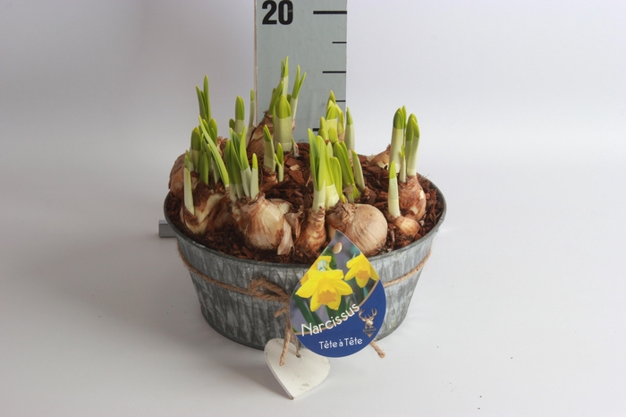 <h4>Arr N Tete A Tete</h4>