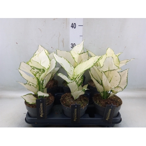 Aglaonema  'White Joy'