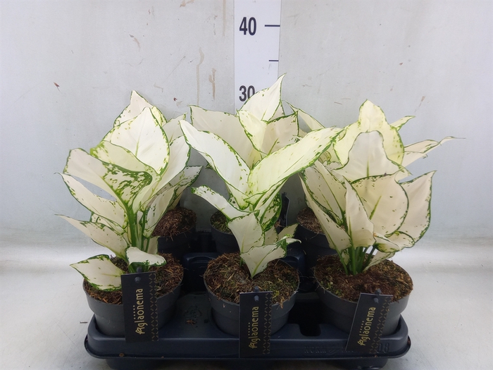 <h4>Aglaonema  'White Joy'</h4>
