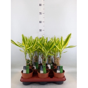 Dracaena frag. 'Yellow Coast'