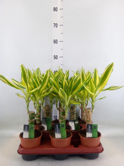 <h4>Dracaena frag. 'Yellow Coast'</h4>