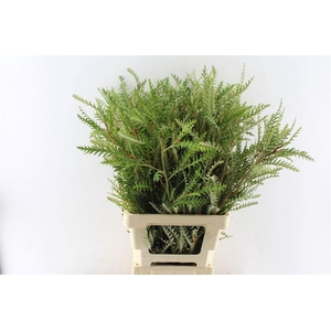 GREVI IVANHOE BRONZE