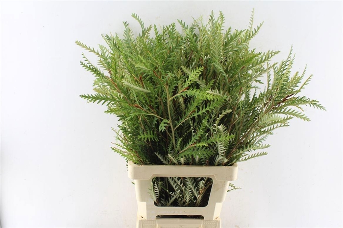 <h4>GREVI IVANHOE BRONZE</h4>