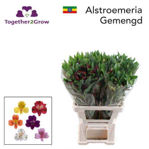 <h4>Alstr Gem In Fust Ethiopie Mix</h4>