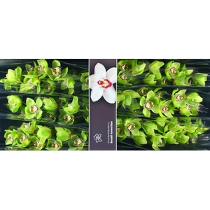 Cymbidium Robin Hood