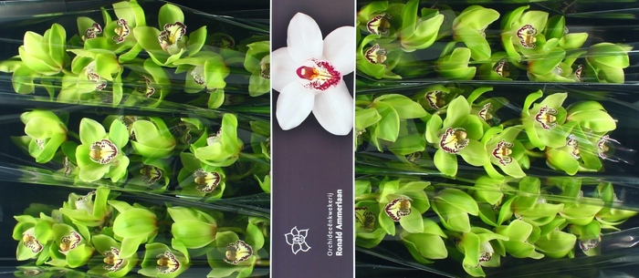<h4>Cymbidium Robin Hood</h4>