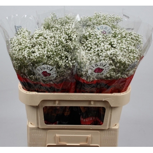 GYPS PA ZI DISCOVERY