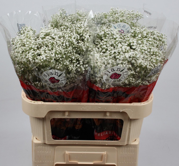 <h4>GYPS PA ZI DISCOVERY</h4>