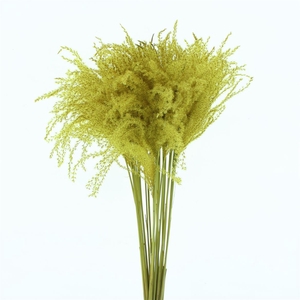 Dried Stipa Feather Yellow