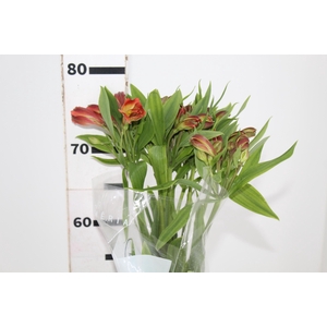 ALSTROEMERIA CINNAMON 080 CM