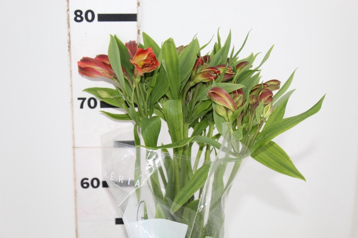 <h4>ALSTROEMERIA CINNAMON 080 CM</h4>