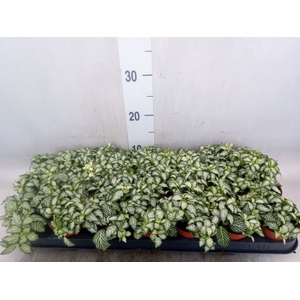 Fittonia  'Mosaic White Tiger'