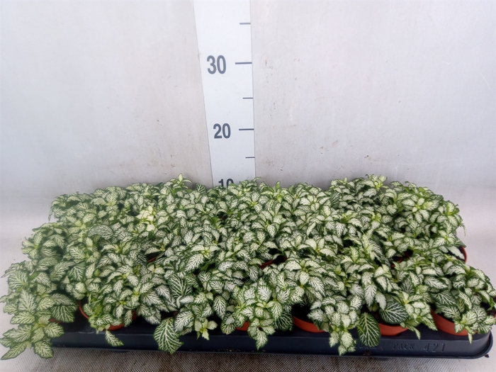 <h4>Fittonia  'Mosaic White Tiger'</h4>