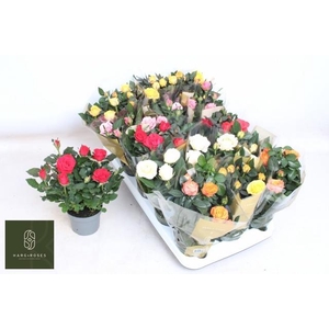 RO KORDAN GRANDE MIX