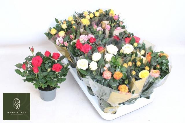 <h4>RO KORDAN GRANDE MIX</h4>