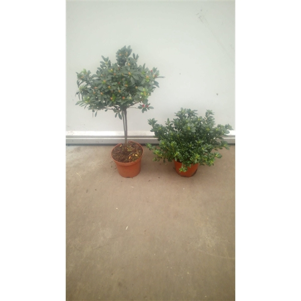 <h4>PVDP  : Pot 18 cm Azalea Hoogstam  gemengde kleuren</h4>